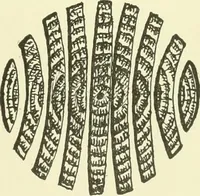 An illustration from A shorter course in woodworking; a practical manual for home and school (1911)