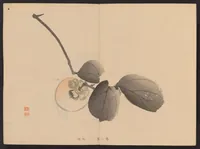 An illustration from Shūga hyakudai (1898)