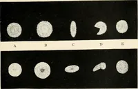 An illustration from Side-lights on astronomy and kindred fields of popular science; essays and addresses (1906)