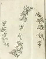 An illustration from Sieg-Streit dess Lufft vnd Wassers : Freuden-Fest zu Pferd zu dem glorwürdigisten Beyläger beeder kayserlichen Majestäten Leopoldi dess Ersten, römischen Kaysers ... vnd Margarita, gebohrner königlichen Infantin auss Hispanien : dargestellet in dero kayserlichen Residenz Statt Wienn (1667)