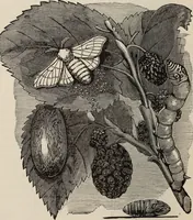 An illustration from The silk industry in America. A history: prepared for the Centennial Exposition (1876)