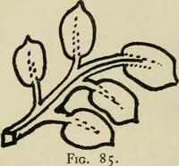 An illustration from Silverwork and jewelery; a text-book for students and workers in metal, by H. Wilson (1903)