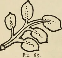 An illustration from Silverwork and jewelry : a text-book for students and workers in metal (1912)