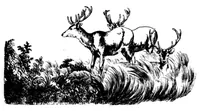 Picture 5 of 12 from The Badminton Magazine of Sports and Pasttimes 1896-01: Vol 2 Iss 6 (1896), leaf 55
