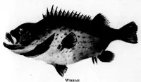 An illustration from The Badminton Magazine 1896-02: Vol 2 Iss 7 (1896)