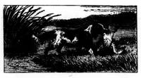Picture 11 of 11 from The Badminton Magazine 1896-11: Vol 3 Iss 16 (1896), leaf 125