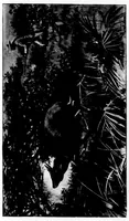 An illustration from The Badminton Magazine 1897-08: Vol 5 Iss 25 (1897)