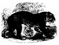 An illustration from The Badminton Magazine 1898-09: Vol 7 Iss 38 (1898)
