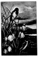 Picture 2 of 9 from The Badminton Magazine 1899-06: Vol 8 Iss 47 (1899), leaf 48