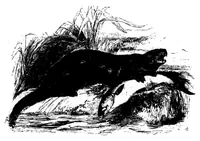 An illustration from The Badminton Magazine 1899-06: Vol 8 Iss 47 (1899)