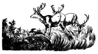 An illustration from The Badminton Magazine 1899-08: Vol 9 Iss 49 (1899)