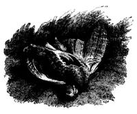 An illustration from The Badminton Magazine of Sports and Pasttimes 1900-01: Vol 10 Iss 54 (1900)
