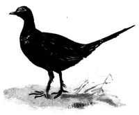 An illustration from The Badminton Magazine 1900-03: Vol 10 Iss 56 (1900)
