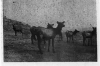 An illustration from Outdoor Life 1898-04: Vol 1 Iss 4 (1898)