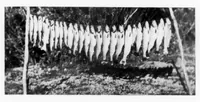 An illustration from Outdoor Life 1899-11: Vol 4 Iss 5 (1899)
