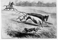 An illustration from Outdoor Life 1899-11: Vol 4 Iss 5 (1899)