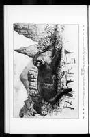 An illustration from Outdoor Life 1900-03: Vol 5 Iss 3 (1900)