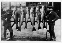 Picture 6 of 7 from Outdoor Life 1900-06: Vol 5 Iss 6 (1900), leaf 37