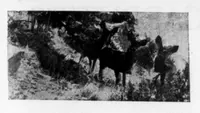 An illustration from Outdoor Life 1900-10: Vol 6 Iss 4 (1900)