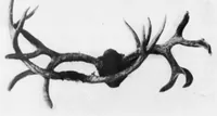 An illustration from Outdoor Life 1901-01: Vol 7 Iss 1 (1901)