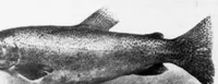 An illustration from Outdoor Life 1901-02: Vol 7 Iss 2 (1901)
