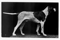 An illustration from Outdoor Life 1901-04: Vol 7 Iss 4 (1901)