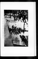Picture 6 of 8 from Outdoor Life 1901-05: Vol 7 Iss 5 (1901), leaf 34