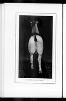 Picture 2 of 11 from Outdoor Life 1901-10: Vol 8 Iss 4 (1901), leaf 3