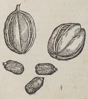Picture 3 of 11 from Simplicium medicamentorum ex novo orbe delatorum, quorum in medicina vsus est, historia, (1579), leaf 12