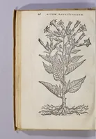 An illustration from Simplicium medicamentorum ex novo orbe delatorum, quorum in medicina vsus est, historia, (1579)