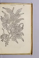 An illustration from Simplicium medicamentorum ex novo orbe delatorum, quorum in medicina vsus est, historia, (1579)