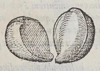 Picture 6 of 11 from Simplicium medicamentorum ex novo orbe delatorum, quorum in medicina vsus est, historia, (1579), leaf 63