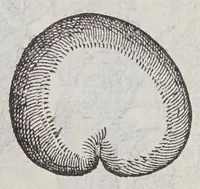 An illustration from Simplicium medicamentorum ex novo orbe delatorum, quorum in medicina vsus est, historia, (1579)
