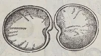 An illustration from Simplicium medicamentorum ex novo orbe delatorum, quorum in medicina vsus est, historia, (1579)