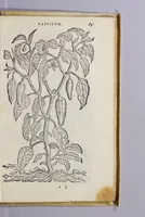 Picture 9 of 11 from Simplicium medicamentorum ex novo orbe delatorum, quorum in medicina vsus est, historia, (1579), leaf 73