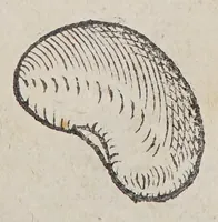 An illustration from Simplicium medicamentorum ex novo orbe delatorum, quorum in medicina vsus est, historia, (1579)