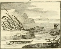 An illustration from Sinryke fabulen : verklaart en toegepast tot alderley zeede-lessen, dienstig om waargenoomen te werden in het menschelijke en burgerlijke leeven (1685)