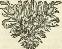 An illustration from Sinryke fabulen : verklaart en toegepast tot alderley zeede-lessen, dienstig om waargenoomen te werden in het menschelijke en burgerlijke leeven (1685)