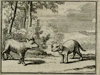 Picture 20 of 133 from Sinryke fabulen : verklaart en toegepast tot alderley zeede-lessen, dienstig om waargenoomen te werden in het menschelijke en burgerlijke leeven (1685), leaf 106