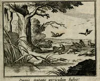 An illustration from Sinryke fabulen : verklaart en toegepast tot alderley zeede-lessen, dienstig om waargenoomen te werden in het menschelijke en burgerlijke leeven (1685)
