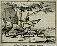An illustration from Sinryke fabulen : verklaart en toegepast tot alderley zeede-lessen, dienstig om waargenoomen te werden in het menschelijke en burgerlijke leeven (1685)