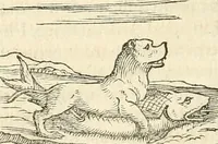 An illustration from Hieroglyphica, sive, De sacris Aegyptiorvm aliarvmqve gentivm literis commentarij (1567)