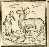 An illustration from Hieroglyphica, sive, De sacris Aegyptiorvm aliarvmqve gentivm literis commentarij (1567)