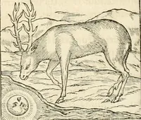 An illustration from Hieroglyphica, sive, De sacris Aegyptiorvm aliarvmqve gentivm literis commentarij (1567)