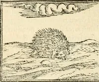 Picture 63 of 317 from Hieroglyphica, sive, De sacris Aegyptiorvm aliarvmqve gentivm literis commentarij (1567), leaf 135