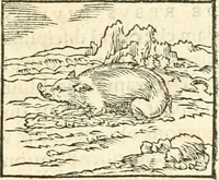 Picture 64 of 317 from Hieroglyphica, sive, De sacris Aegyptiorvm aliarvmqve gentivm literis commentarij (1567), leaf 138