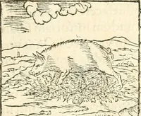 An illustration from Hieroglyphica, sive, De sacris Aegyptiorvm aliarvmqve gentivm literis commentarij (1567)