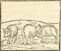 An illustration from Hieroglyphica, sive, De sacris Aegyptiorvm aliarvmqve gentivm literis commentarij (1567)