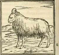 An illustration from Hieroglyphica, sive, De sacris Aegyptiorvm aliarvmqve gentivm literis commentarij (1567)