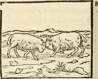 Picture 75 of 317 from Hieroglyphica, sive, De sacris Aegyptiorvm aliarvmqve gentivm literis commentarij (1567), leaf 165